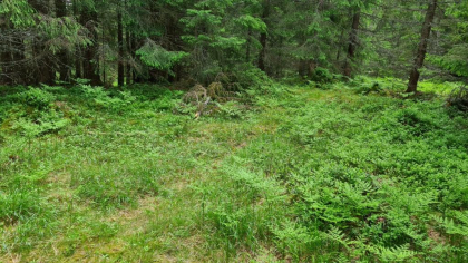 kullbunnen